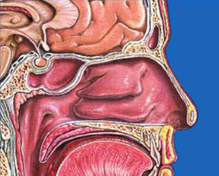 хронический ринит.jpg хронический ринит.jpg